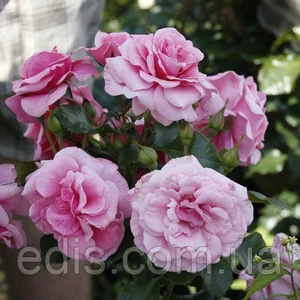 Троянди бордюрні Троянди бордюрні