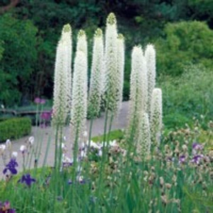 Еремурус Еремурус