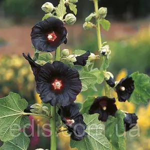 Насіння алтея Насіння алтея