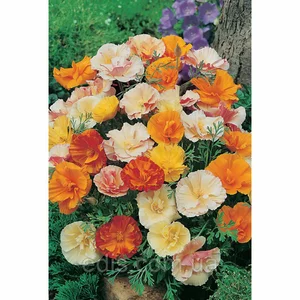 Насіння эшшольції Насіння эшшольції