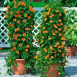 Насіння тунбергії Насіння тунбергії