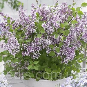 Бузок Бузок