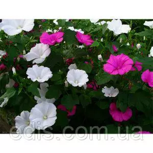 Насіння лаватери Насіння лаватери