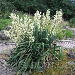 Юка (Yucca ) Юка (Yucca )