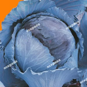 Насіння капусти червоноголової Насіння капусти червоноголової