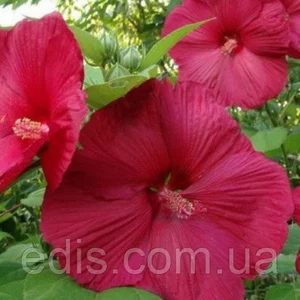 Гібіскус трав'янистий Гібіскус трав'янистий