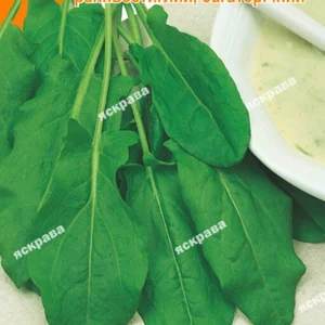 Насіння щавлю Насіння щавлю