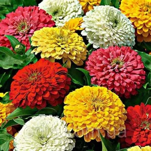 Насіння цинії (майори) Насіння цинії (майори)