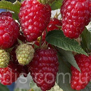 Малина Малина