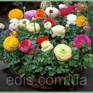 Жовтець (Ranunculus) Жовтець (Ranunculus)