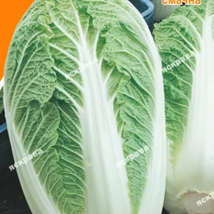 Насіння капусти пекінської Насіння капусти пекінської