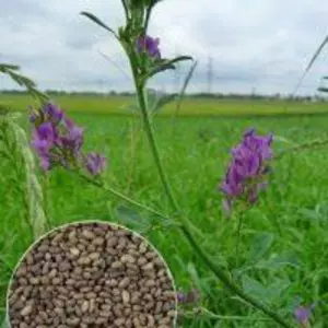 Насіння кормових культур і сидератів Насіння кормових культур і сидератів