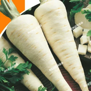 Насіння петрушки Насіння петрушки