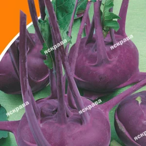 Насіння капусти кольрабі Насіння капусти кольрабі