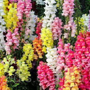 Насіння ротиків Насіння ротиків