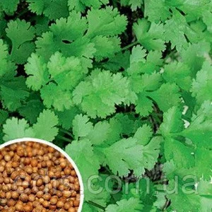 Насіння коріандру Насіння коріандру