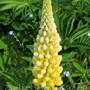 Люпин Люпин