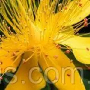 Насіння звіробою Насіння звіробою