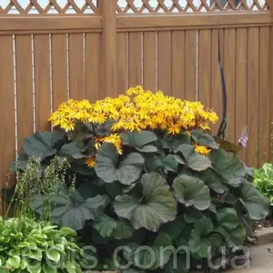 Язичник (Бузульник, Лігуляряя) Язичник (Бузульник, Лігуляряя)