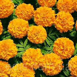 Насіння чорнобривців Насіння чорнобривців