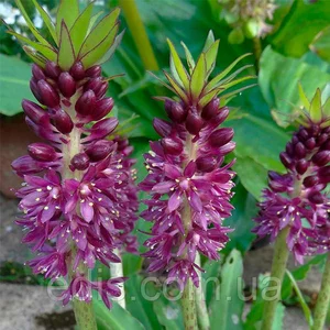 Еукоміс Еукоміс