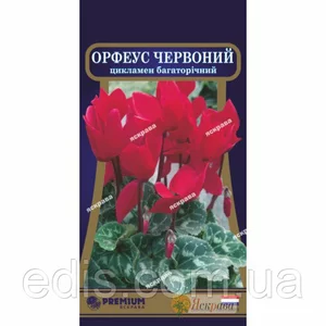 Насіння цикламен Насіння цикламен