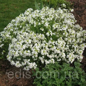 Арабіс (резуха) Арабіс (резуха)