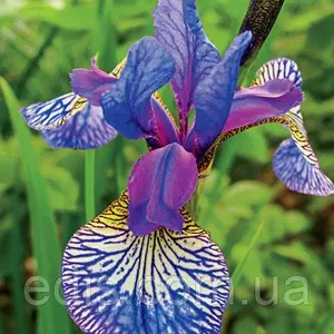 Ірис сибірський (Sibirica ) Ірис сибірський (Sibirica )