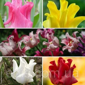 Суміші, набори, колекції тюльпанів Суміші, набори, колекції тюльпанів