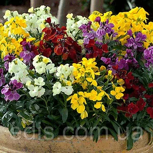 Насіння лакфиоли (хейрантуса) Насіння лакфиоли (хейрантуса)