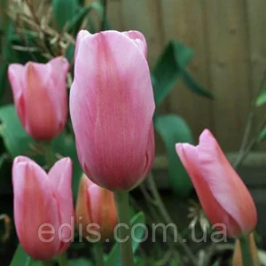 Тюльпани Гібриди Фостера Тюльпани Гібриди Фостера