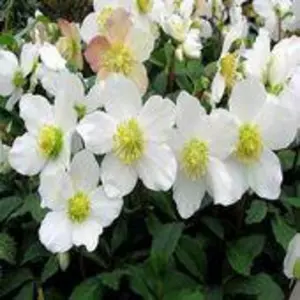 Морозник ( Helleborus ) Морозник ( Helleborus )
