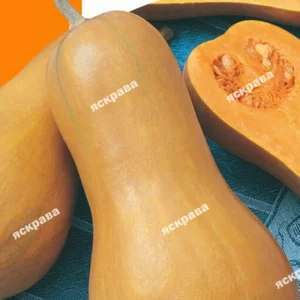 Насіння гарбуза Насіння гарбуза