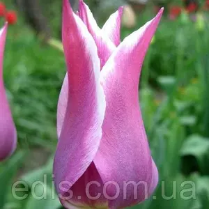 Тюльпани Лілієподібні Тюльпани Лілієподібні