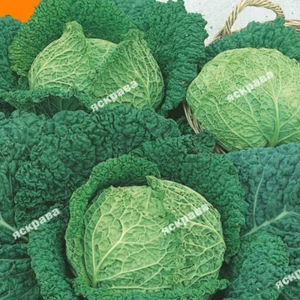 Насіння капусти савойської Насіння капусти савойської
