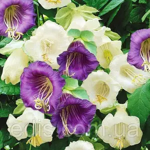 Насіння кобеи Насіння кобеи