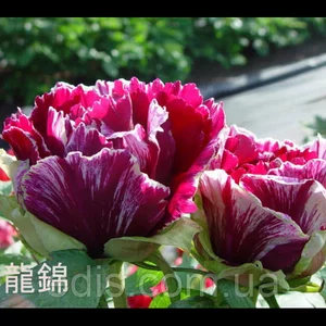 Саджанці деревовидних півоній Саджанці деревовидних півоній