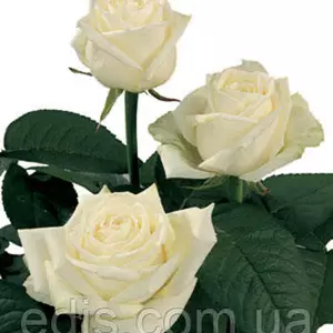 Розы белые Розы белые