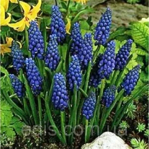 Мускарі Мускарі