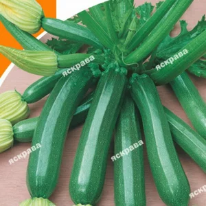 Насіння кабачка Насіння кабачка