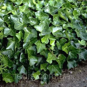 Грунтопокривні рослини Грунтопокривні рослини