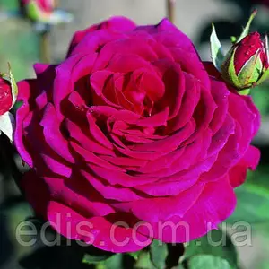 Розы фиолетовые Розы фиолетовые
