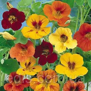 Насіння настурції Насіння настурції