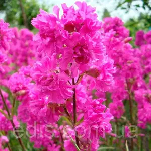 Насіння лихниса Насіння лихниса