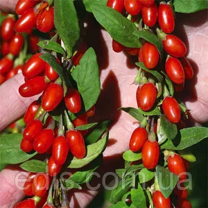 Годжи Годжи