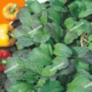 Насіння гірчиці Насіння гірчиці