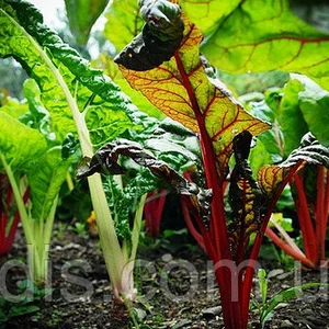 Насіння мангольда Насіння мангольда