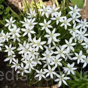 Рястка (Орнітогалум) Рястка (Орнітогалум)