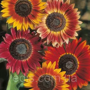 Насіння соняшника декоративного Насіння соняшника декоративного