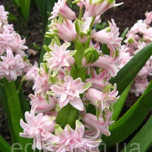 Гиацинты махровые Гиацинты махровые